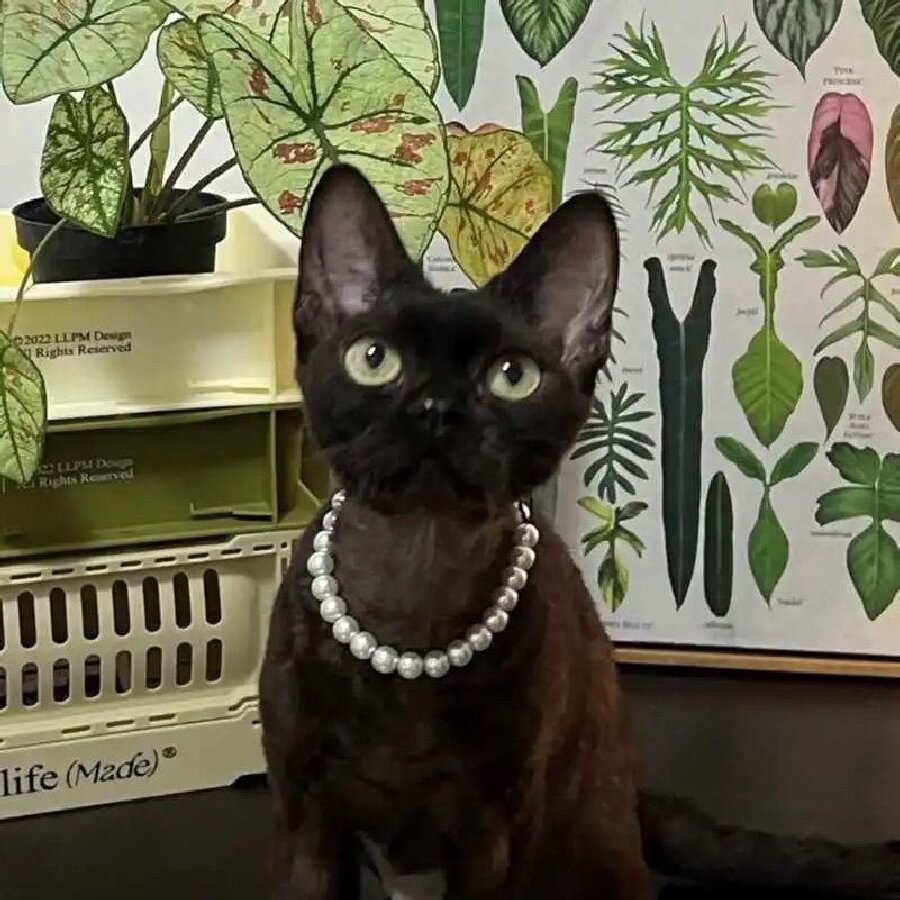 Pet Square Gem Collar Loves And Cats Photo - Zambeel