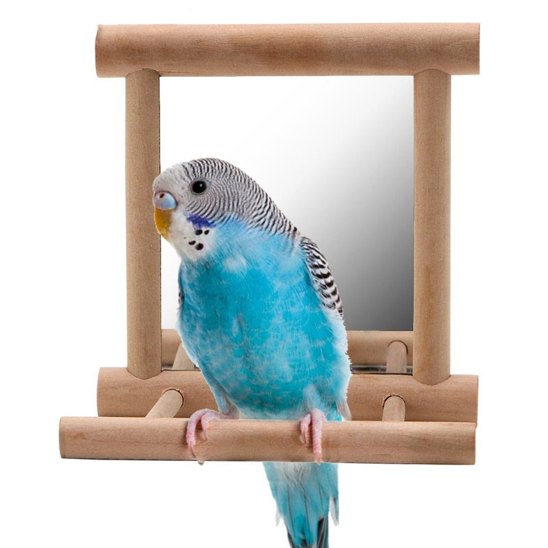 Bird Stand With Mirror - Zambeel