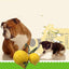 EVA Floating Pet Dog Training Ball Puppy Bite Resistant Ball With Rope Pet Training Ball Chew Toys For Pet Supplies - Zambeel