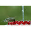Hanging Red Hexagonal Hummingbird Feeder With Hook - Zambeel