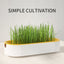 Hydroponic Cat Grass Box Plastic Tray Cat Grass Growing Kit Cat Grass Planter Hydroponic Cat Grass Box Cat Grass Sprouter Tray Interactive Cat Toy Window Planter Soilless For Pet Cat Plastic Plant Pot - Zambeel