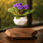 Levitating - Floating Flower Pot with Wood Base © - Zambeel