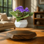 Levitating - Floating Flower Pot with Wood Base © - Zambeel