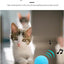 New Gravity Ball Smart Touch Sounding Toys Interactive Pet Toys Squeak Toys Ball Pet Training Toy For Indoor Cats - Zambeel
