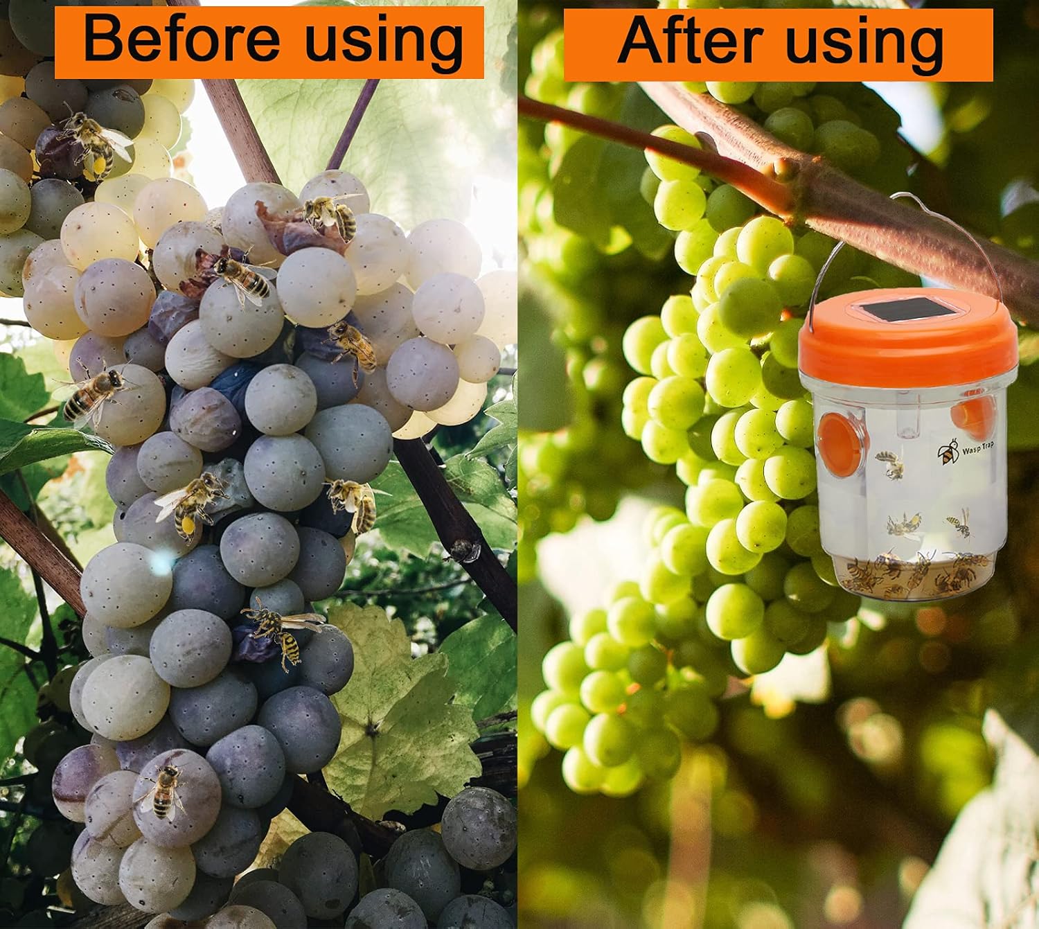 Solar - Powered Wasp Trap - Zambeel